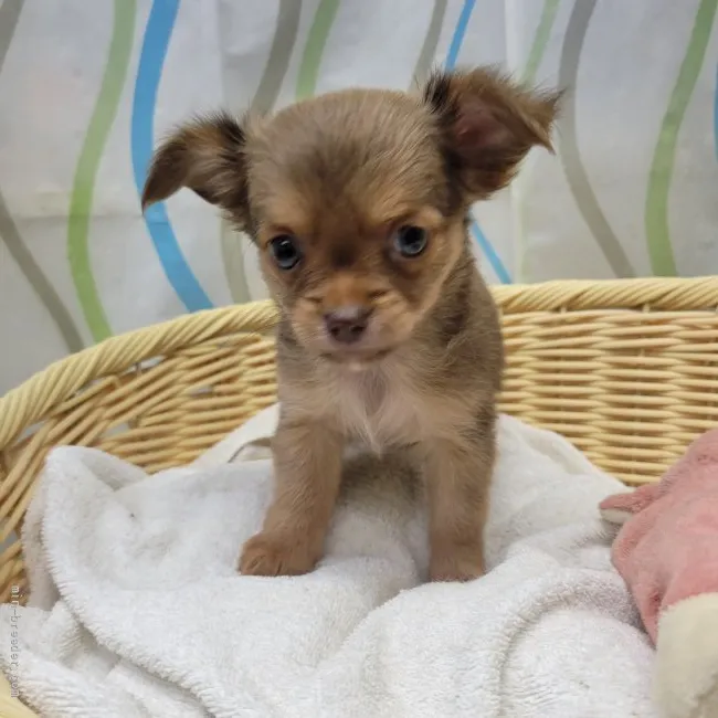 ID:2204-02080の子犬