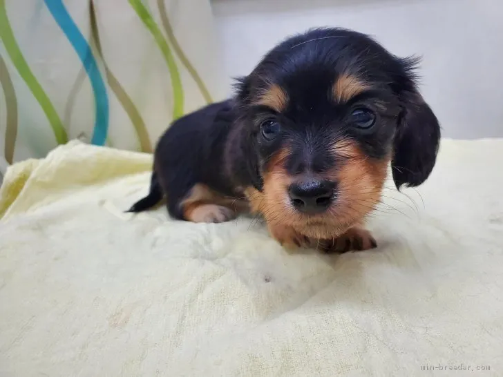 ID：2105-02759の子犬