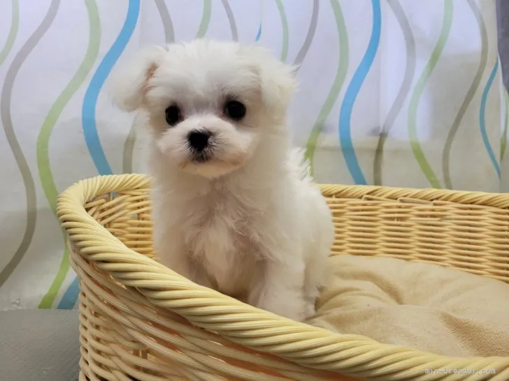 ID：2109-00952の子犬