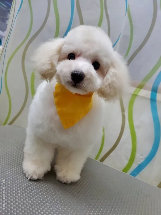 ID:2101-02835の子犬