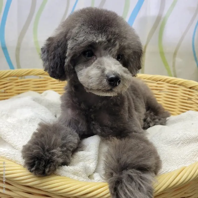 ID:2204-01058の子犬