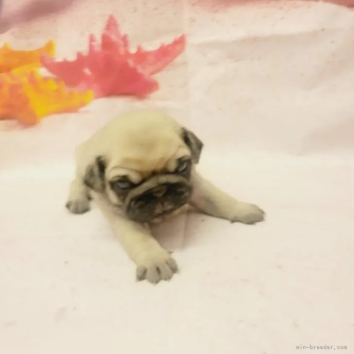 ID:2307-05634の子犬