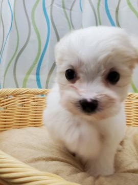 マルチーズ【神奈川県・男の子・2020年12月10日・ホワイト】の写真「とっても元気でやんちゃです🎵」