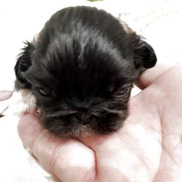 ペキニーズ【岡山県・女の子・2025年12月1日・フォーンブラックマスク】の写真「骨格毛量ともに申し分ない元気な女の子。」