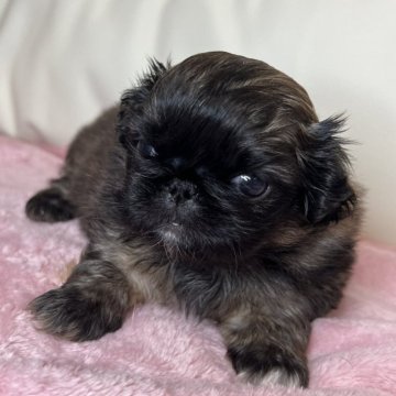 ペキニーズ【岡山県・女の子・2024年12月5日・フォーン】の写真「フォーンのチャーミングな女の子。」