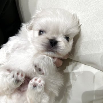 ペキニーズ【岡山県・男の子・2025年3月11日・クリーム】の写真「クリームの男の子。ミルクをたっぷり飲んです」