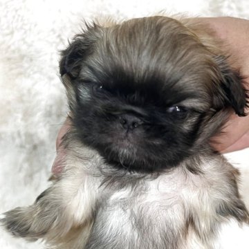 ペキニーズ【岡山県・女の子・2025年7月10日・フォーン】の写真「かわいいお顔の元気な女の子。」