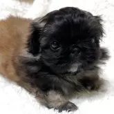 ペキニーズ