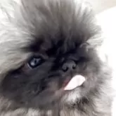 ペキニーズ