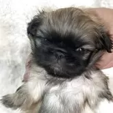ペキニーズ