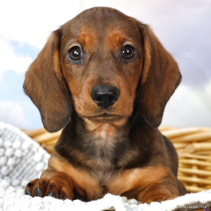 タッグチーム 7/16-26発送不可】ピカチュウ & ゼクロム GX タッグチーム TAG