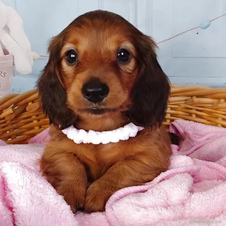 ID：2505-05213の子犬
