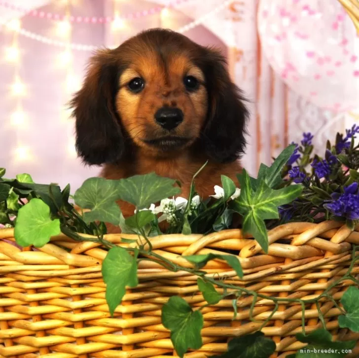 ID：2411-05447の子犬