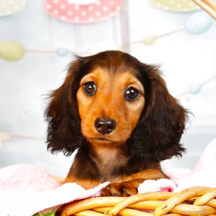 ID：2507-00156の子犬