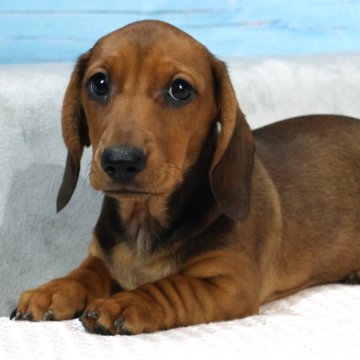 ミニチュアダックスフンド(スムース)【茨城県・女の子・2025年9月21日・レッド】の写真「両親ともにJKCチャンピオンです！きれいな女の子」