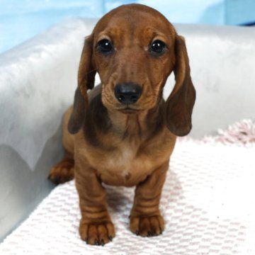 ミニチュアダックスフンド(スムース)【茨城県・女の子・2025年9月23日・レッド】の写真「お父さんはインターナショナル＆JKCチャンピオン」