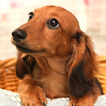 ミニチュアダックスフンド(ロング)【茨城県・男の子・2025年5月5日・レッド】の写真「両親ともに良血統！健康優良！諸事情により特別金額！」