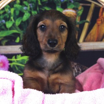 ミニチュアダックスフンド(ロング)【茨城県・男の子・2024年2月22日・シェーデッドレッド】の写真「両親ともに最高の血統です。」