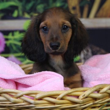 ミニチュアダックスフンド(ロング)【茨城県・男の子・2024年2月22日・シェーデッドレッド】の写真「showタイプの男の子!」