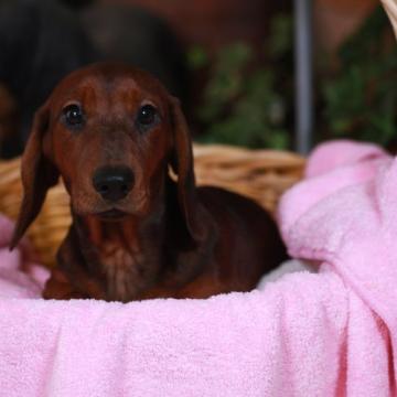 ミニチュアダックスフンド(スムース)【茨城県・男の子・2022年7月8日・レッド】の写真「ショードッグです。ドッグショーに興味がある方必見」