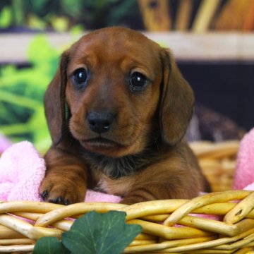ミニチュアダックスフンド(スムース)【茨城県・女の子・2024年3月31日・レッド】の写真「お父さんはＪＫＣチャンピオン！PRA心配なし」