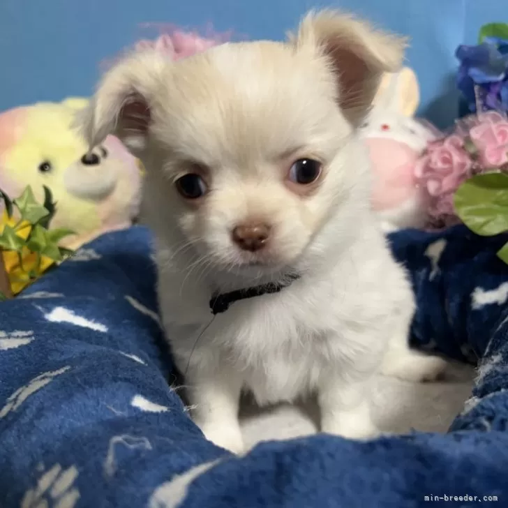 N.M 様のお迎えした子犬