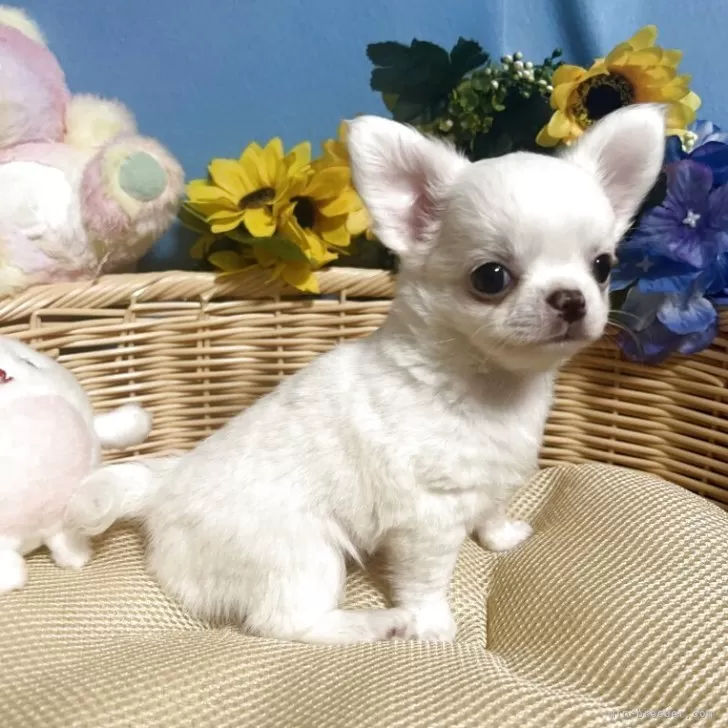 ID:2507-06115の子犬