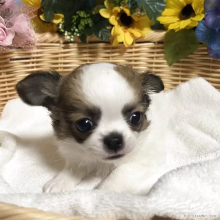 ID:2504-01838の子犬