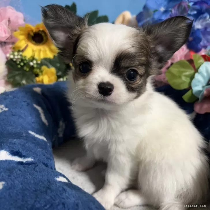 A.Y 様のお迎えした子犬