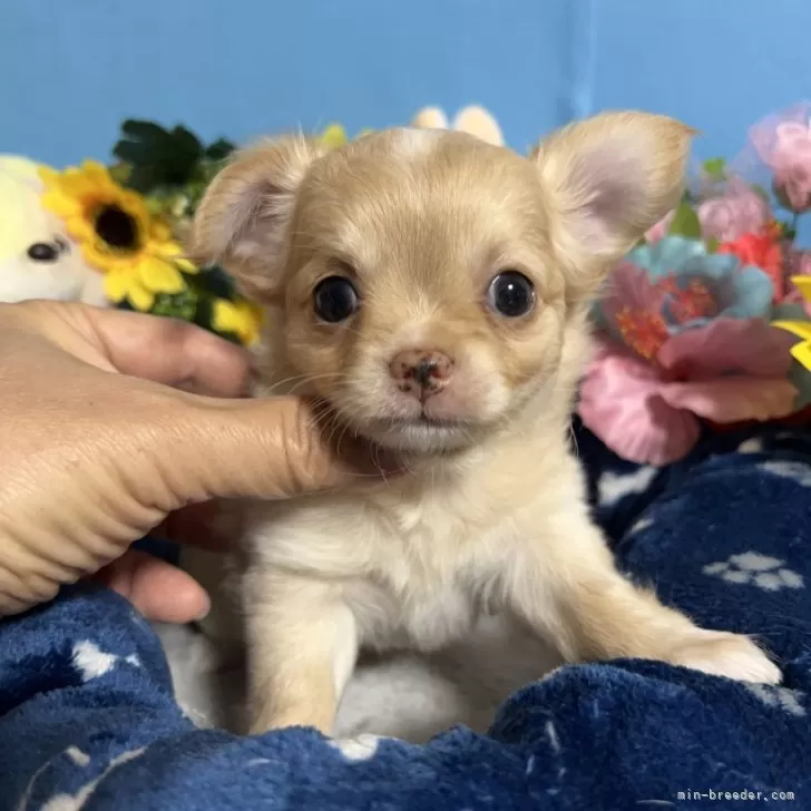 ID:2411-01029の子犬