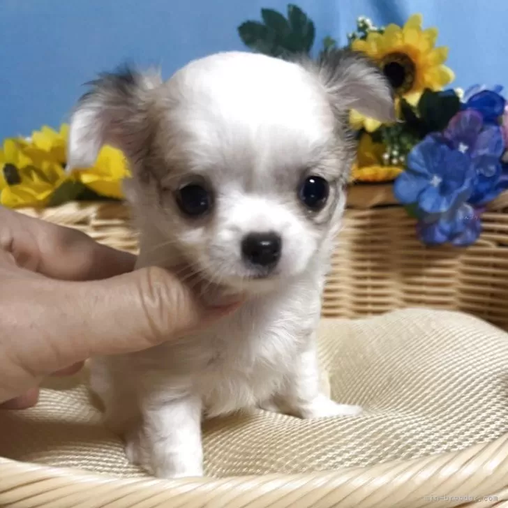 ID：2508-01170の子犬