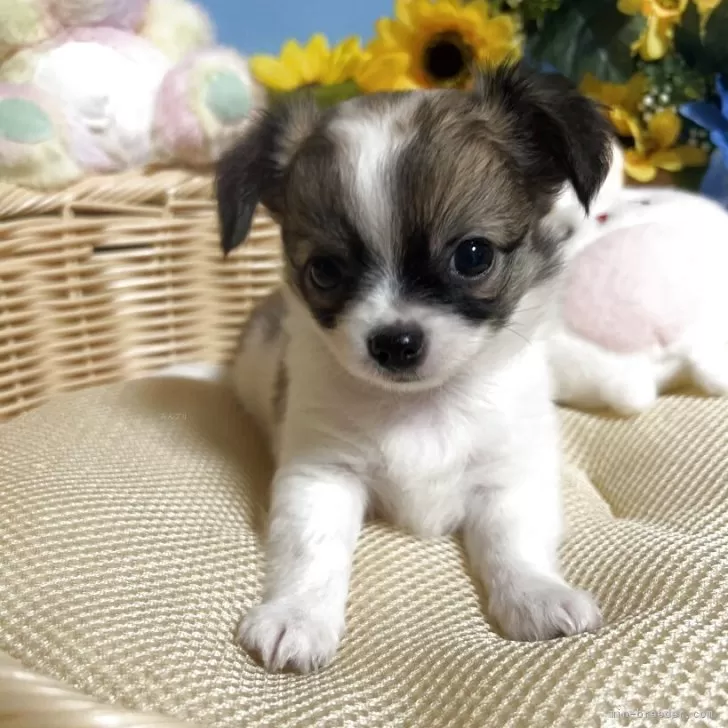 ID:2507-02173の子犬