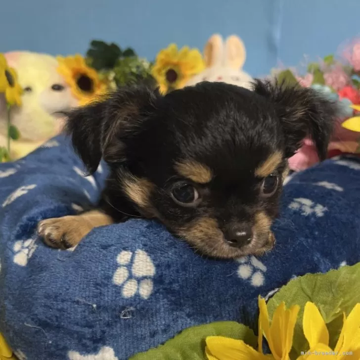 ID:2411-02239の子犬