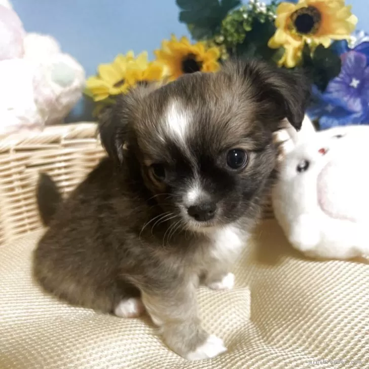 ことみつ 様のお迎えした子犬