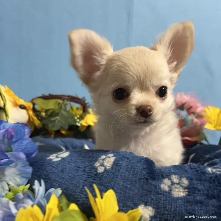 ID:2411-01028の子犬