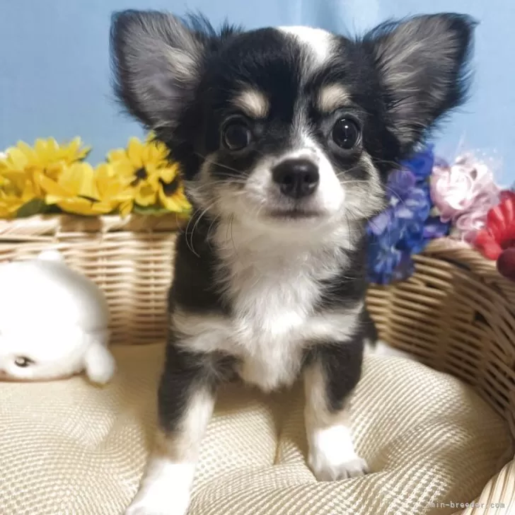 ID：2508-02402の子犬