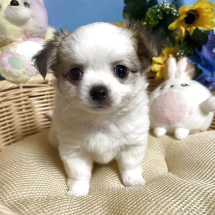ID：2506-06566の子犬