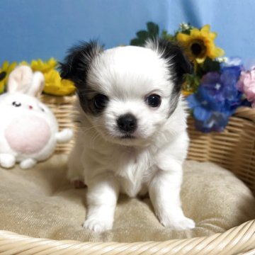 チワワ(ロング)【福岡県・女の子・2025年9月19日・パーティー】の写真「お顔まん丸鼻ぺちゃ小振りでかわいい女の子です♪」