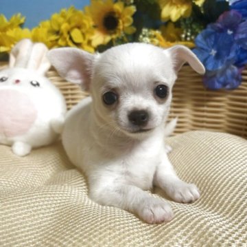 チワワ(スムース)【福岡県・男の子・2025年6月25日・ホワイト】の写真「当犬舎では珍しいスムチーちゃんのご紹介です♪」