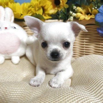 チワワ(スムース)【福岡県・男の子・2025年6月25日・ホワイト】の写真「当犬舎では珍しいスムチーちゃんのご紹介です♪」