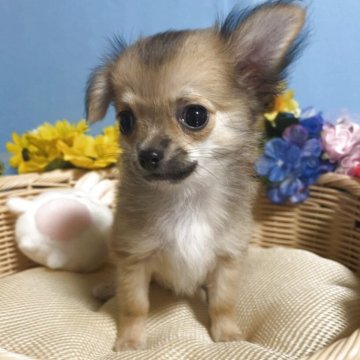 チワワ(ロング)【福岡県・男の子・2025年6月11日・フォーン&ホワイト】の写真「お顔まん丸鼻ぺちゃ小振りでかわいい男の子です♪」