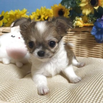チワワ(ロング)【福岡県・女の子・2025年8月22日・フォーン&ホワイト】の写真「お顔まん丸鼻ぺちゃ小振りでかわいい女の子です♪」