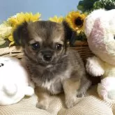 チワワ(ロング)