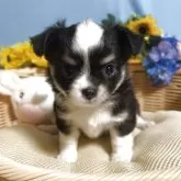 チワワ(ロング)