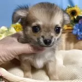 チワワ(ロング)