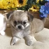 チワワ(ロング)