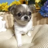 チワワ(ロング)