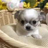 チワワ(ロング)