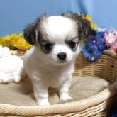 チワワ(ロング)