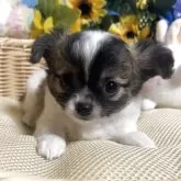 チワワ(ロング)